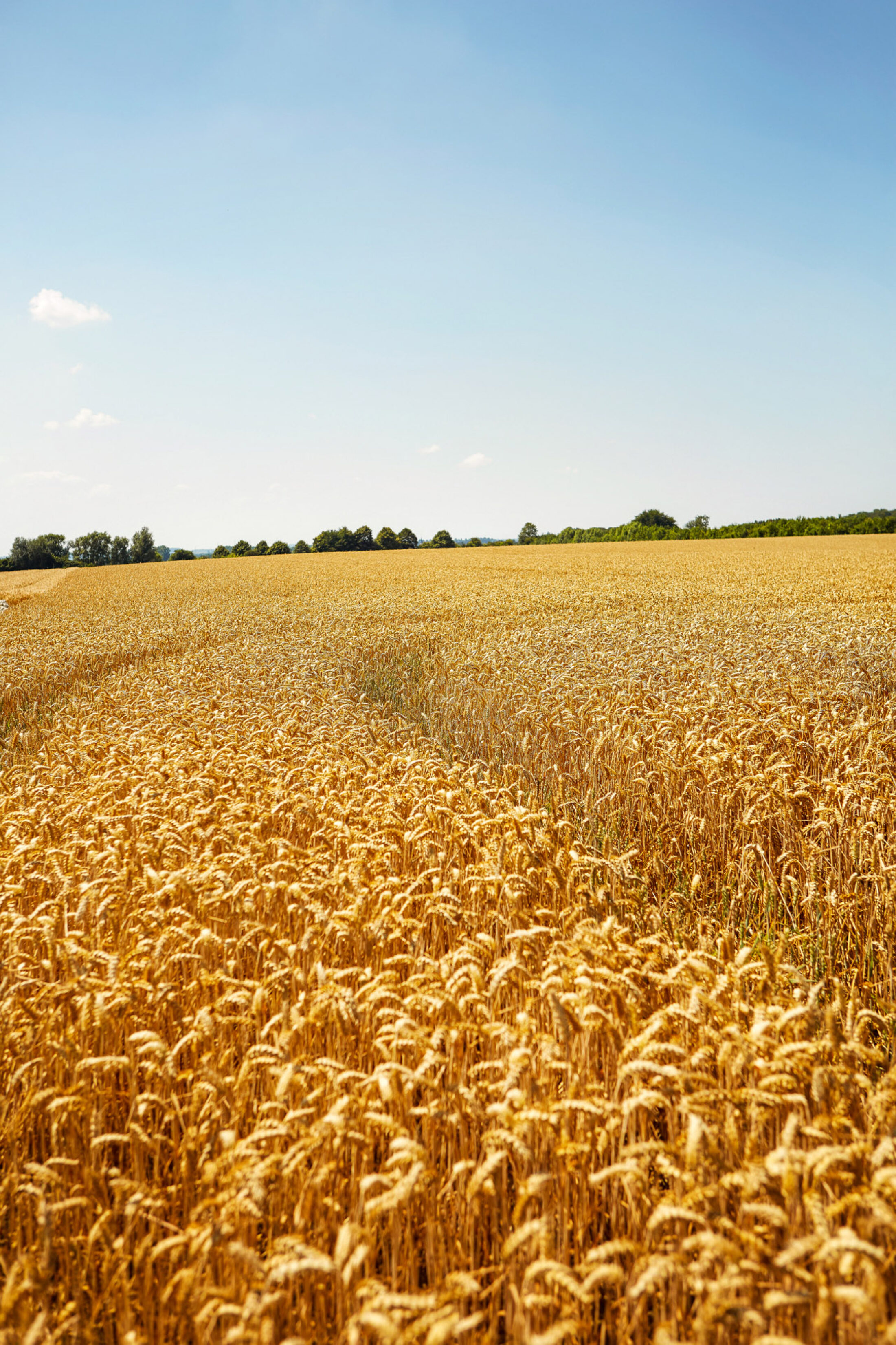 Accélérer la transition vers une agriculture bas-carbone