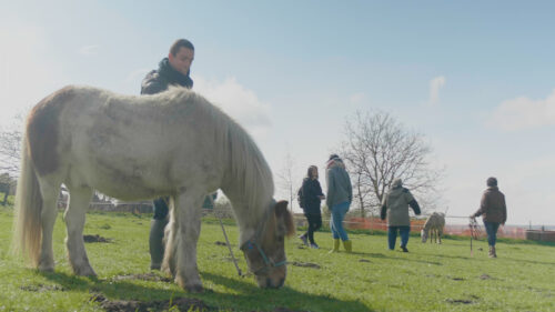 Guérir à l’aide des chevaux