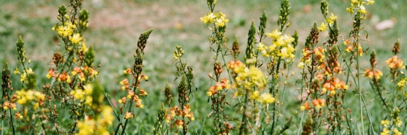 Where can I find locally made soap (and help the planet at the same time)?