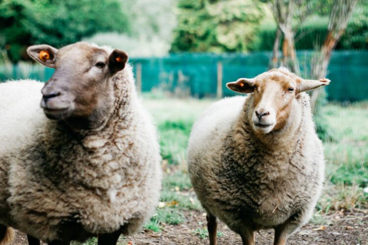 Moutons qui attendent les enfants