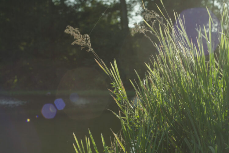 Herbe le long de l'étang