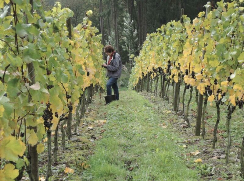 Meeting the local wine growers