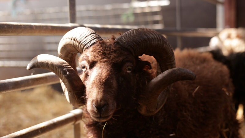 Een toevluchtsoord voor dieren in nood