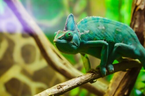 Ces lieux qui vous proposent des expériences animalières originales 