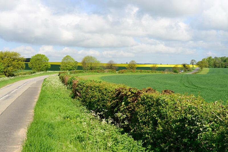Semaine de l’arbre : les distributions et animations à Charleroi Métropole