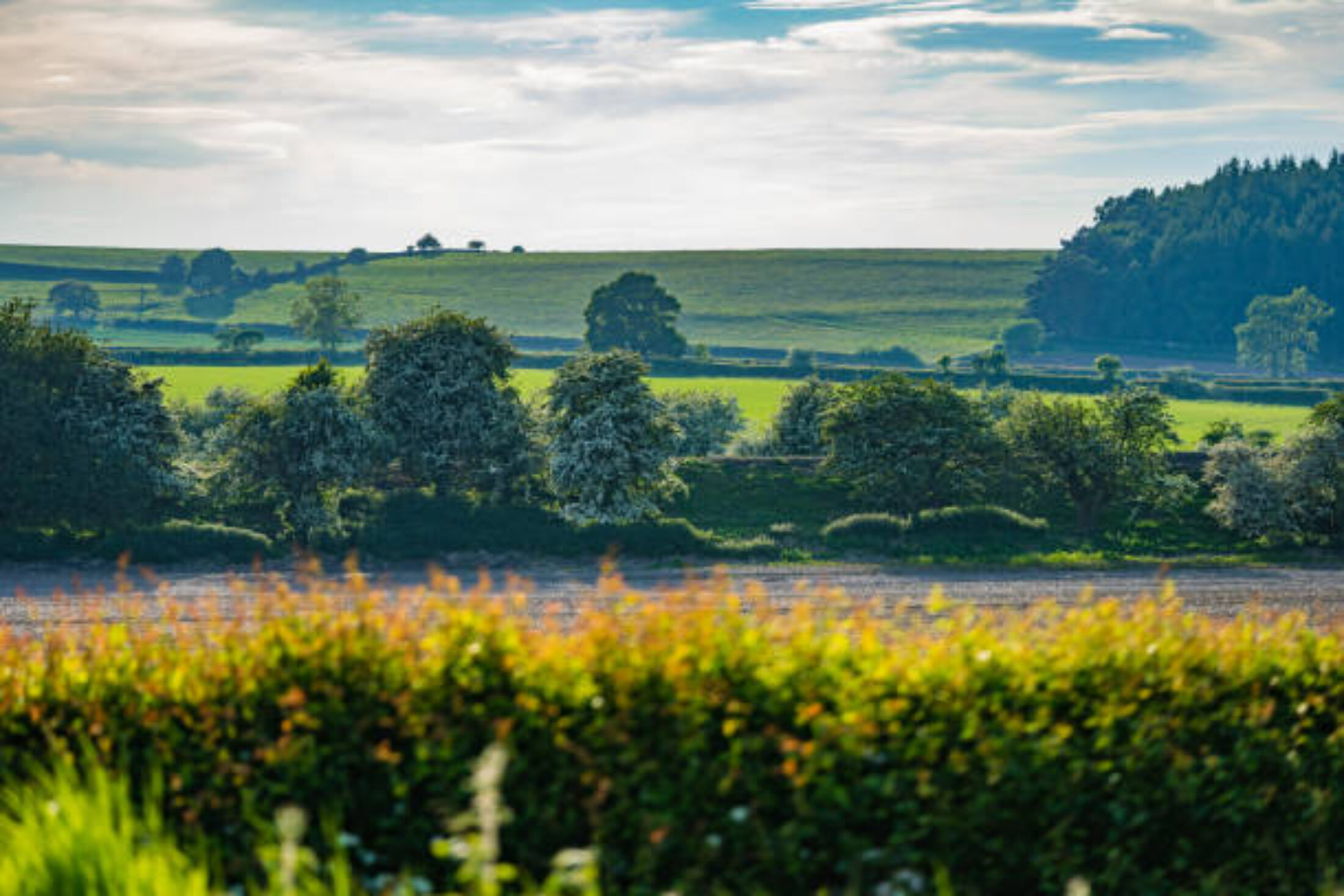 Semaine de l’Arbre : distributions et animations à Charleroi Métropole