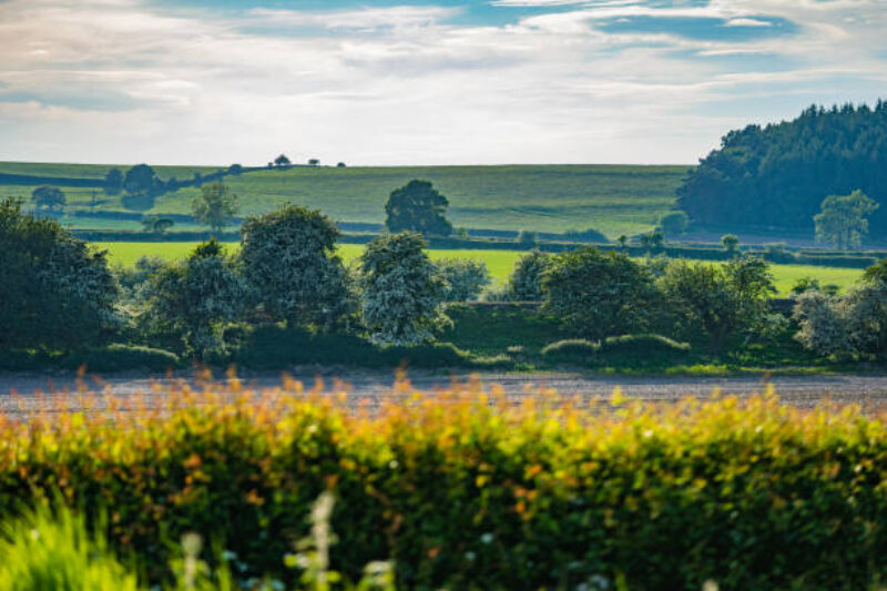Semaine de l’Arbre : distributions et animations à Charleroi Métropole