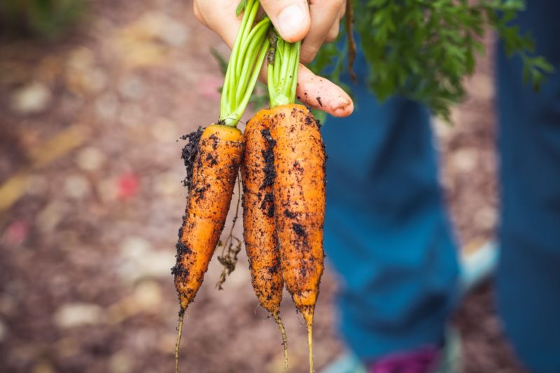 De bonnes nouvelles pour la relocalisation de l’alimentation à Charleroi Métropole !