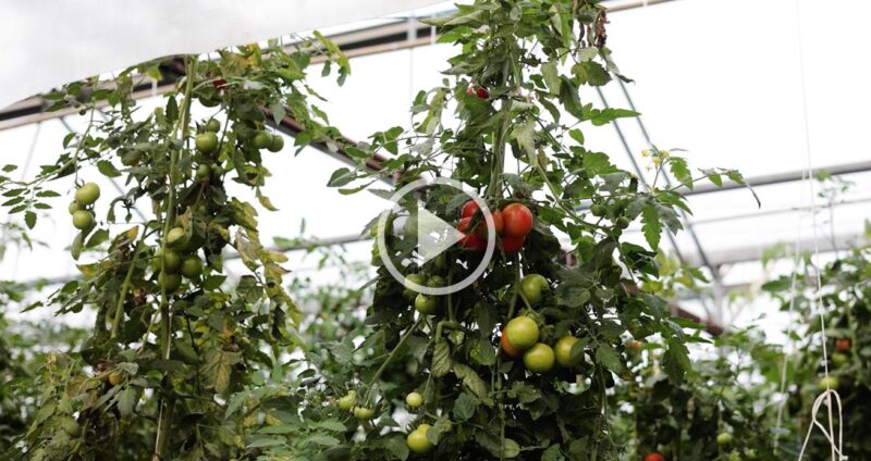 Food.C  – Manger mieux